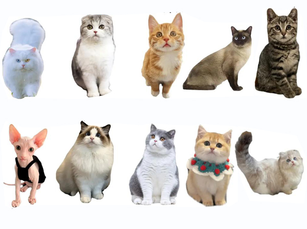 Линия производства корма для кошек