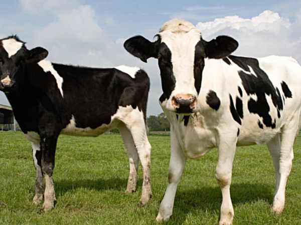 Линия по производству кормов для скота