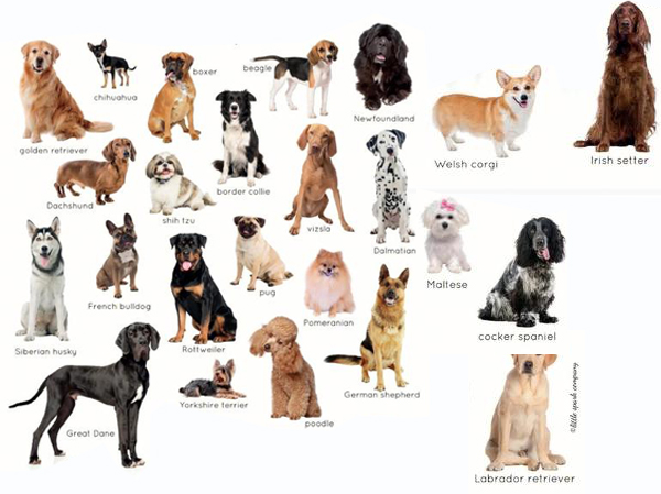 Линия по производству корма для собак