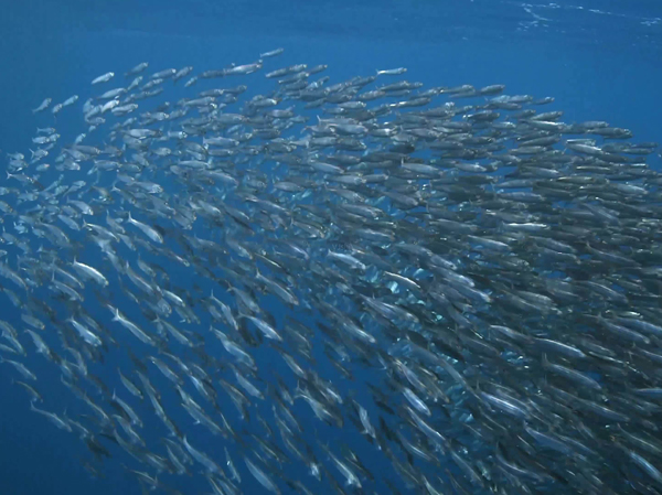 Линия по производству рыбий корма
