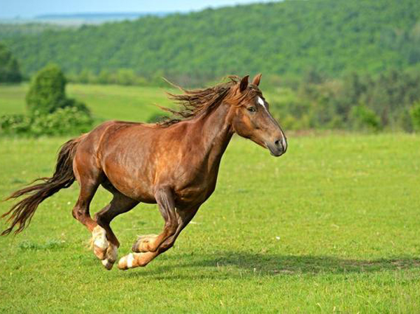 Линия по производству кормов для лошадей