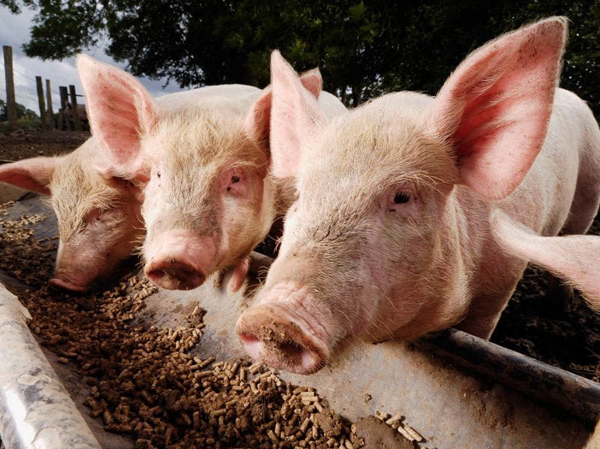 Линия по производству свиного корма